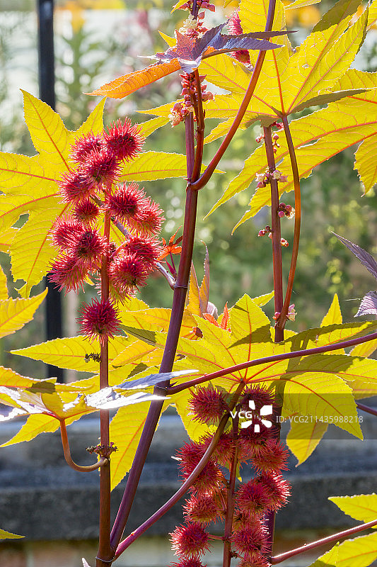 红塔蓖麻图片素材