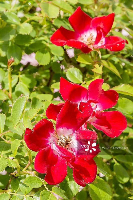 花园中盛开的“布卡武”玫瑰树图片素材