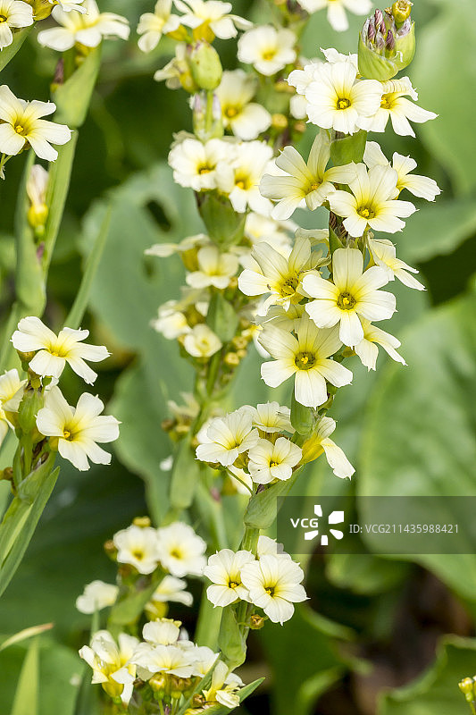 条纹蓝眼草图片素材