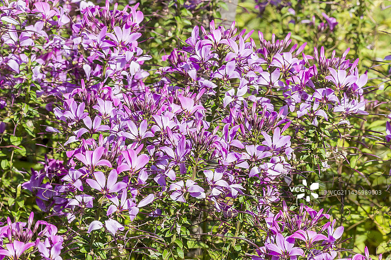 醉蝶花图片素材