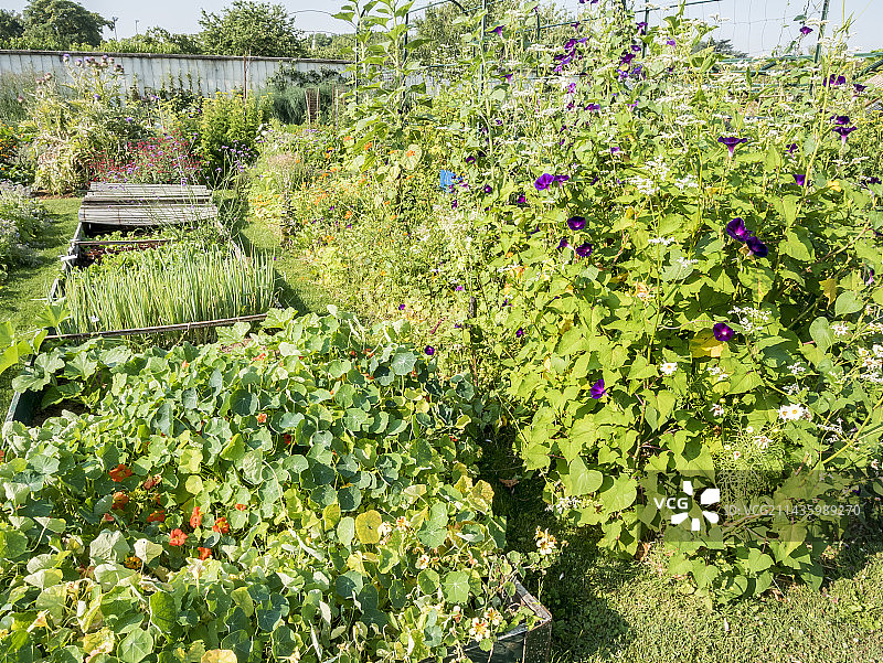蔬菜园的底盘文化图片素材