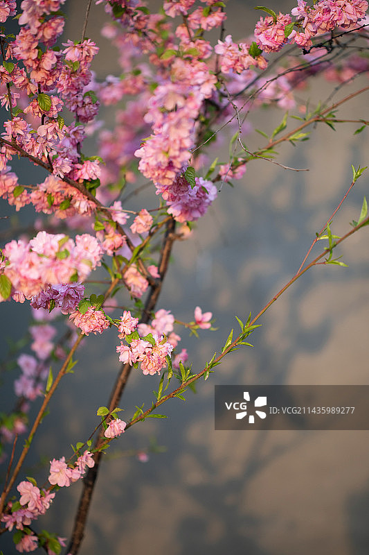 柔美海棠花光影图片素材
