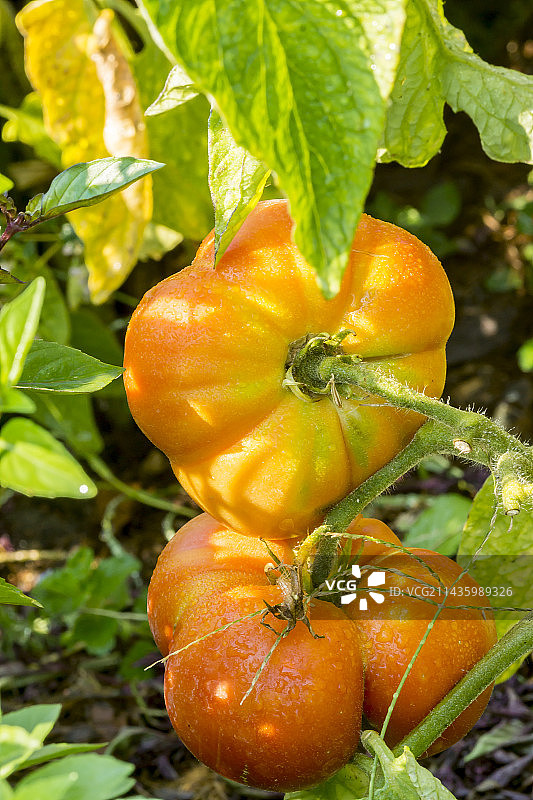 番茄“白兰地玫瑰”图片素材