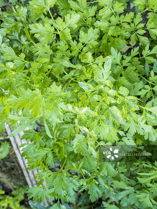 意大利香芹图片素材