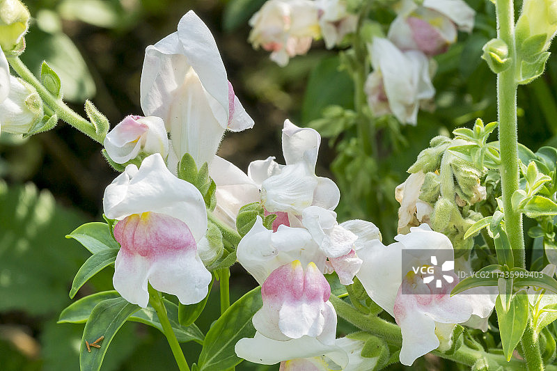 金鱼草‘波托马克苹果花’图片素材
