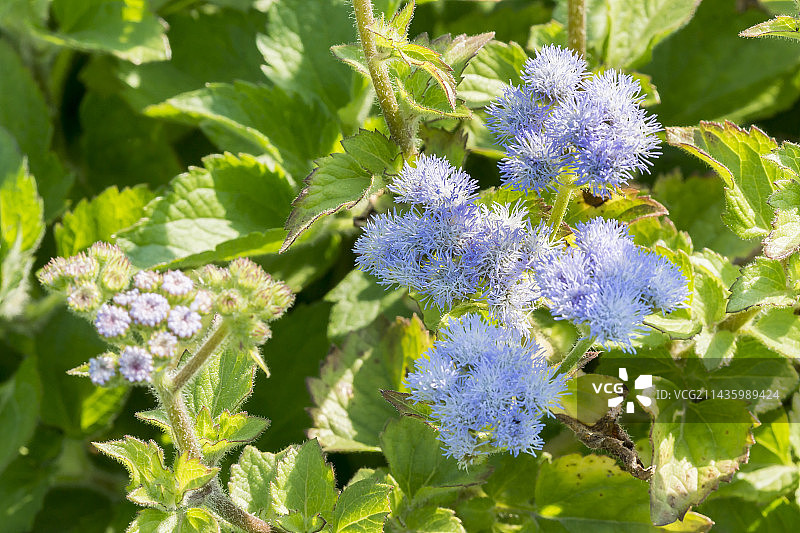 紫茎泽兰图片素材