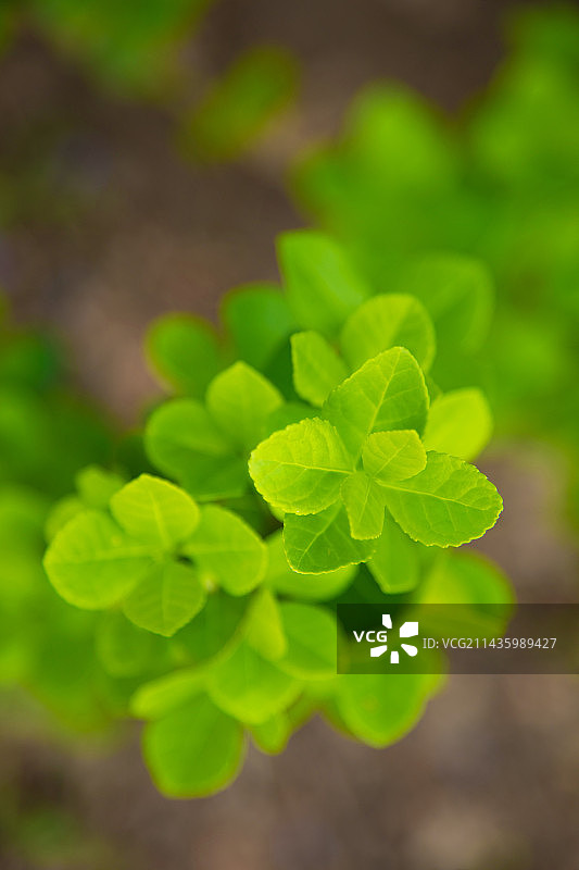 清新的黄杨木嫩叶图片素材