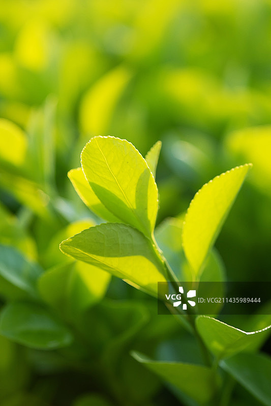 阳光下的黄杨木绿叶图片素材