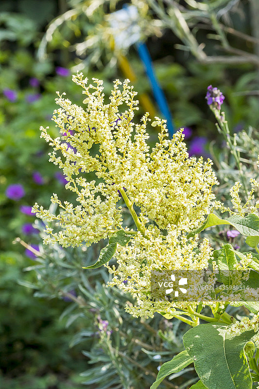 糙毛蓼图片素材