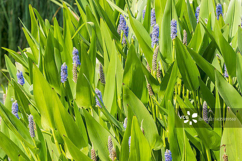 梭鱼草图片素材