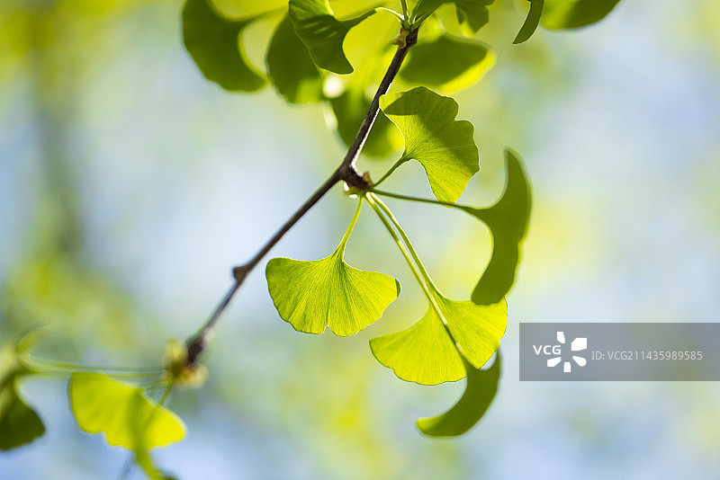 清新绿色银杏叶图片素材