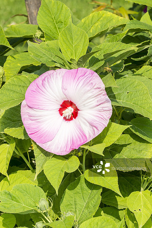 芙蓉“露娜腮红”图片素材