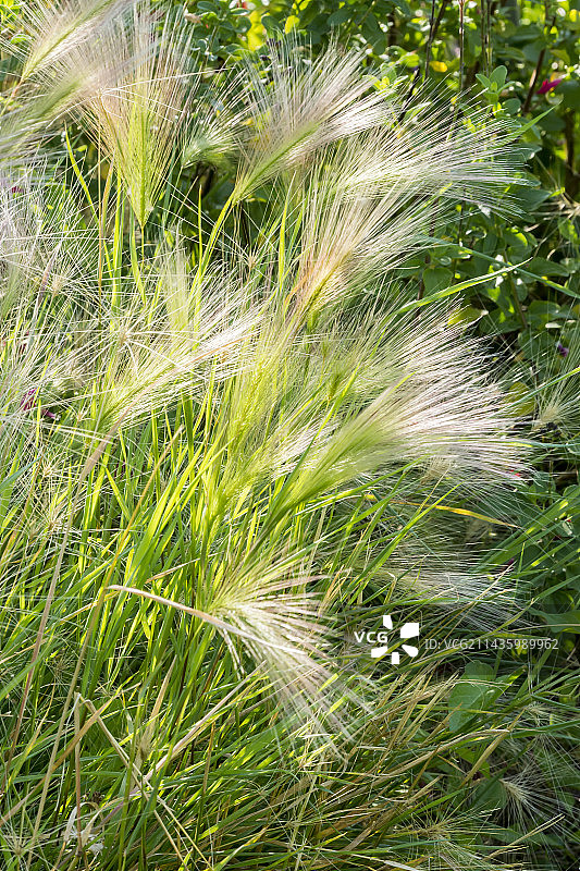 野大麦图片素材
