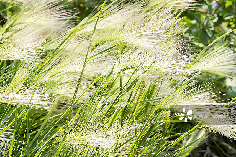 野大麦图片素材