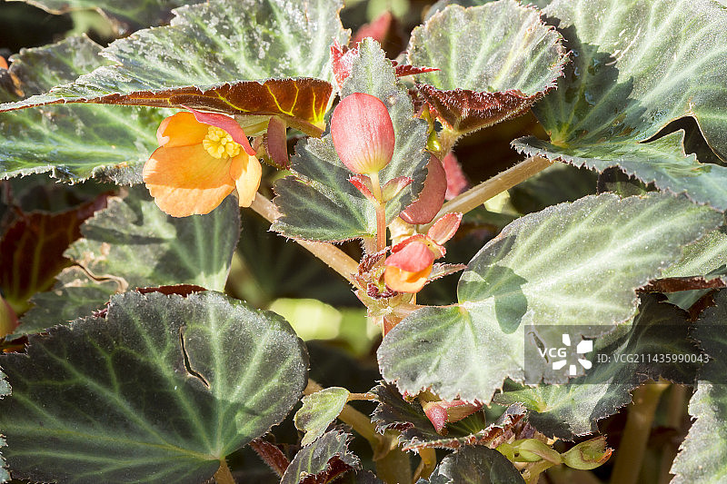 秋海棠 ‘Glowing Ambers’图片素材