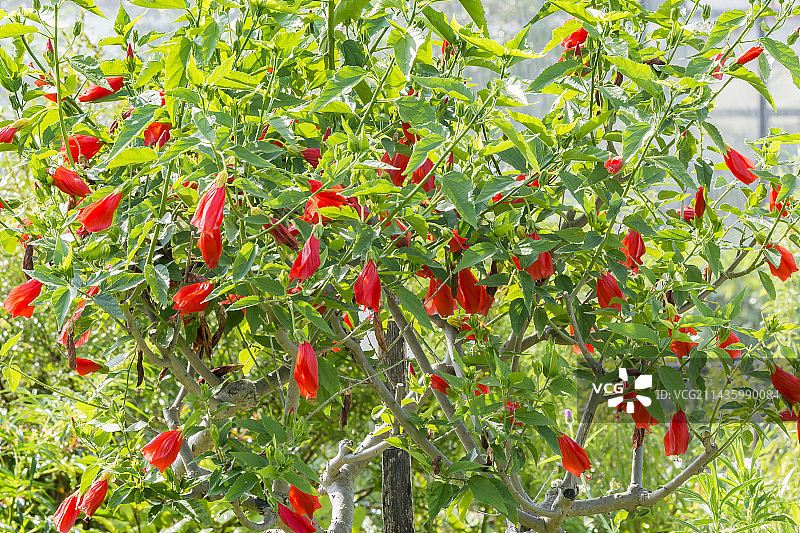 南美芙蓉图片素材