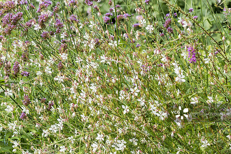 山桃草和柳叶马鞭草图片素材