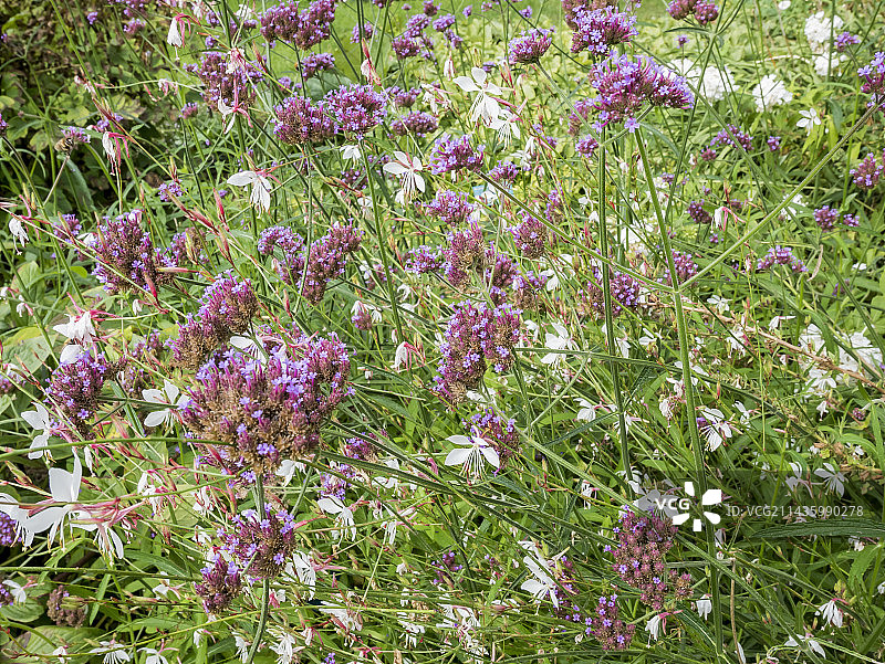 柳叶马鞭草与白蝶图片素材