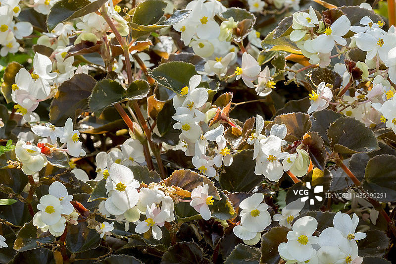 海棠花 “BabyWing White Bronze Leaf”图片素材
