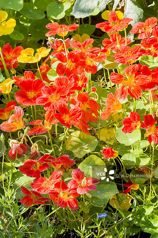 旱金莲“阿拉斯加”图片素材