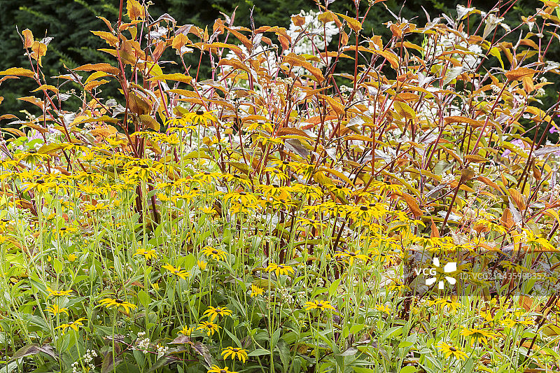 红龙与金光菊图片素材