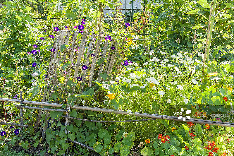 波斯菊、矮牵牛和旱金莲图片素材