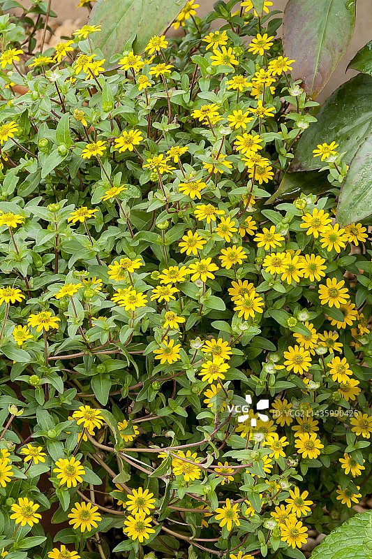 Sanvitalia procumbens阿兹特克图片素材