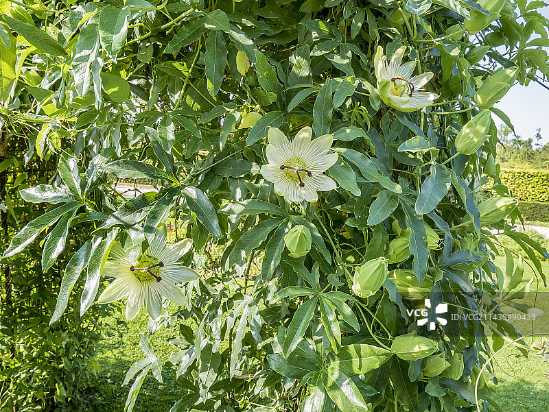 蓝色西番莲图片素材