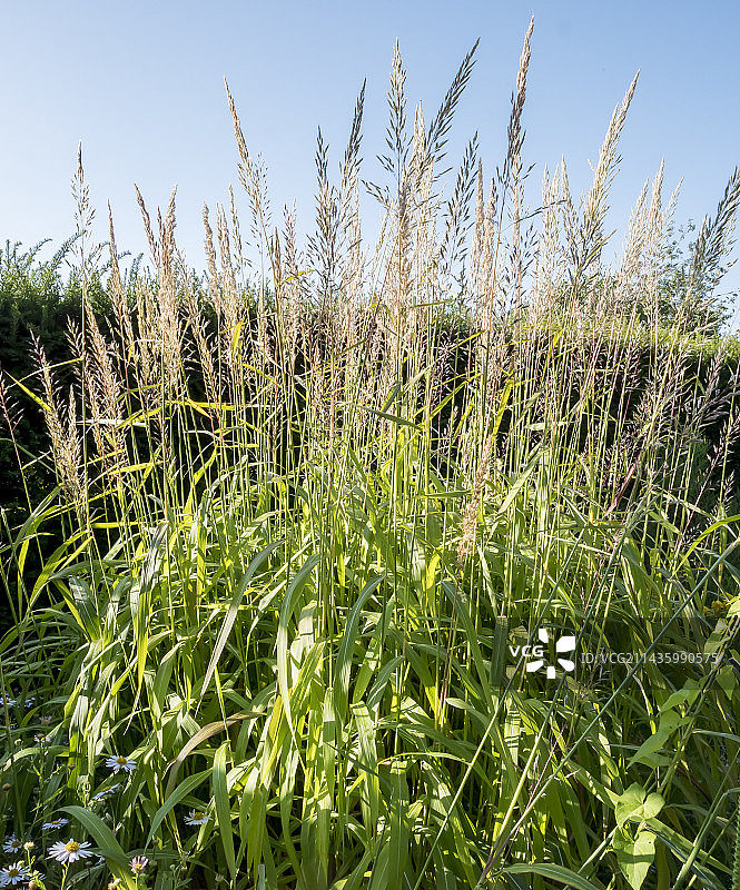 西伯利亚茅草图片素材