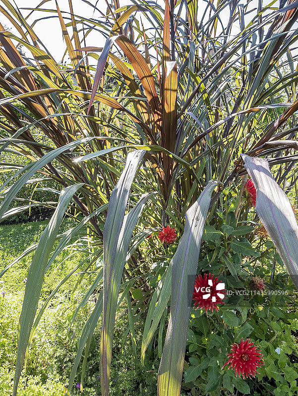 紫叶甘蔗图片素材