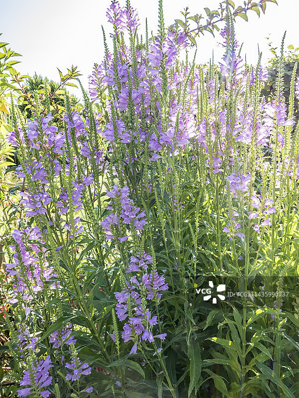 弗吉尼亚生理学家“瓦森霍夫”图片素材