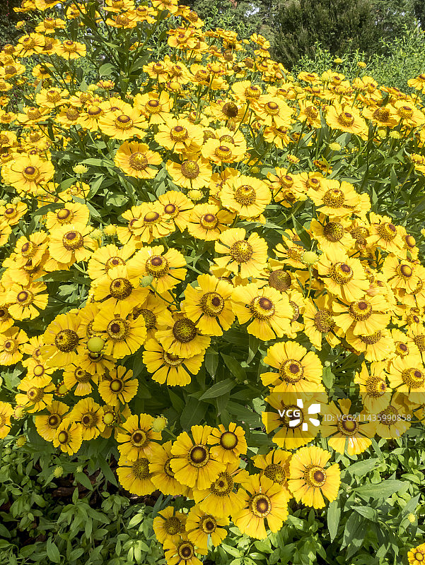 条纹秋季万寿菊图片素材