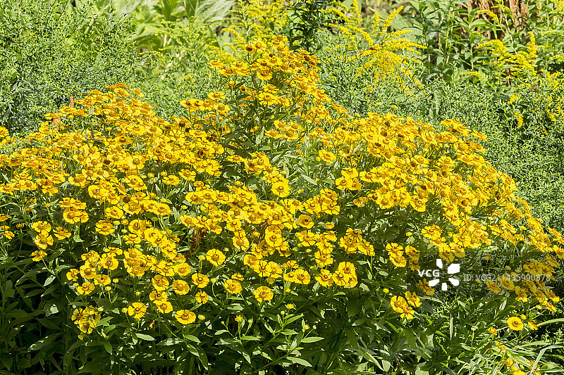 条纹秋季万寿菊图片素材