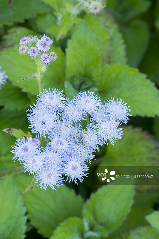 紫茎泽兰图片素材