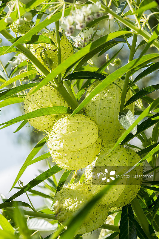 Etnic假 Asclepias图片素材