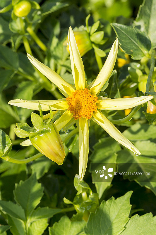 花园中盛开的大丽花‘洪卡’图片素材