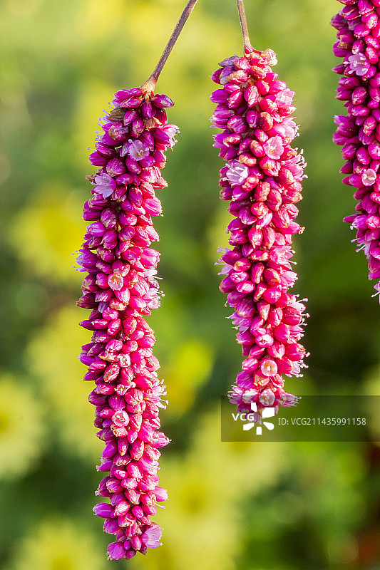 东方蓼图片素材