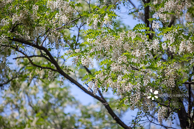 夏天,槐树,槐花,清新,野菜图片素材