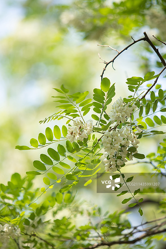 槐树,槐花,野菜,清新,夏天图片素材