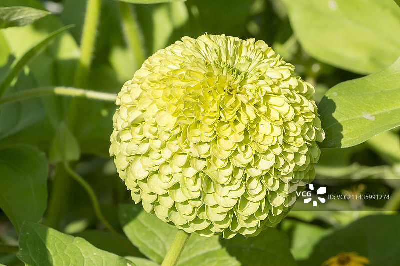 百日草优雅丽檬图片素材