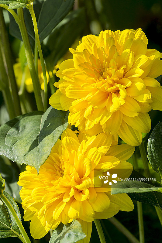 重瓣向日葵图片素材