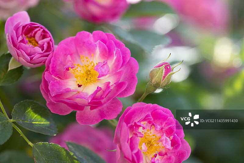 盛开的蔷薇花图片素材