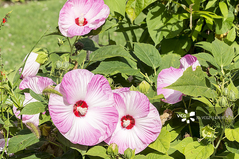 芙蓉“露娜腮红”图片素材