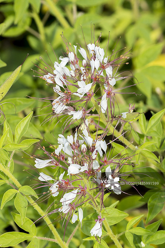 醉蝶花图片素材