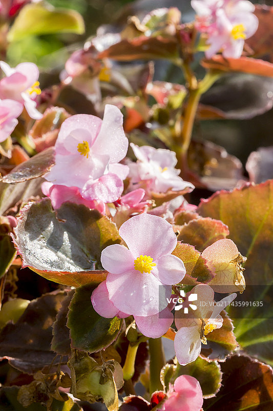 四季秋海棠图片素材