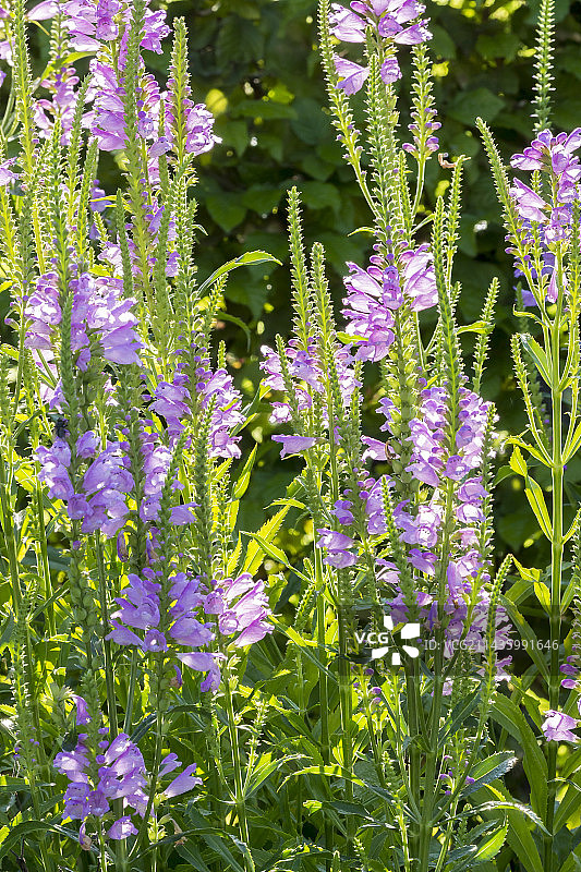 水晶峰囊萼花图片素材