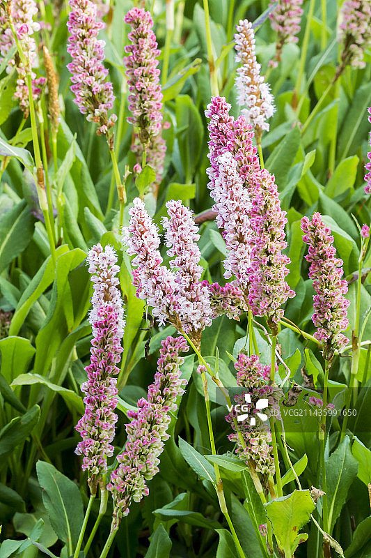 喜马拉雅蓼图片素材