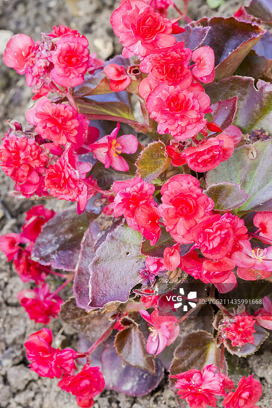 四季海棠图片素材