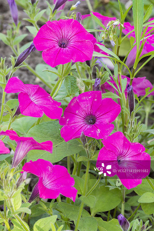 矮牵牛“潮波亮粉”图片素材