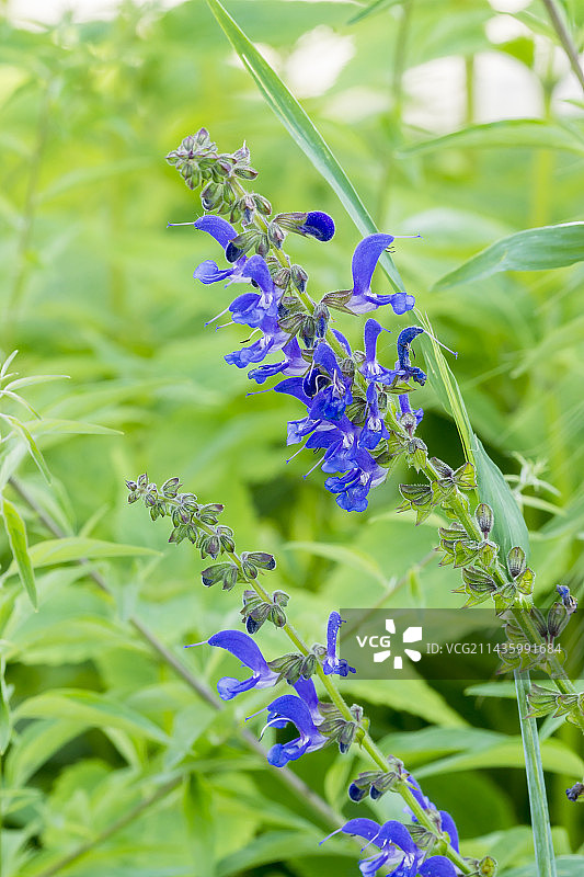 川滇鼠尾草图片素材